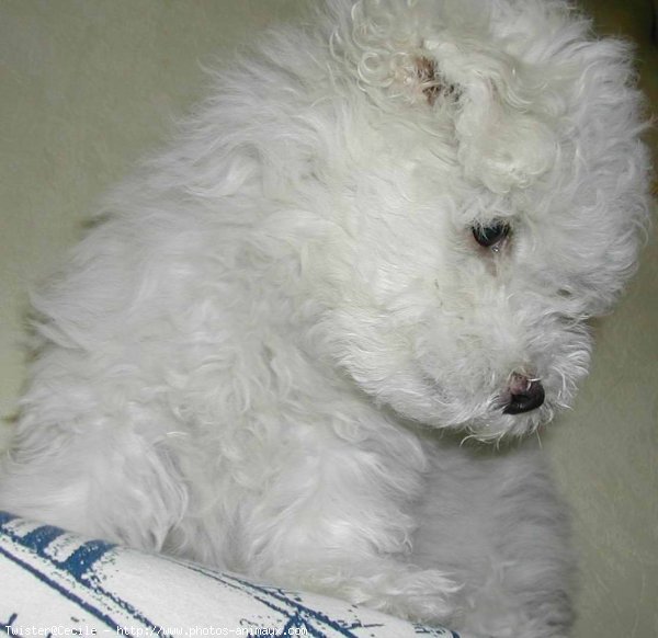 Photo de Coton de tulear