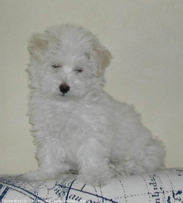 Photo de Coton de tulear