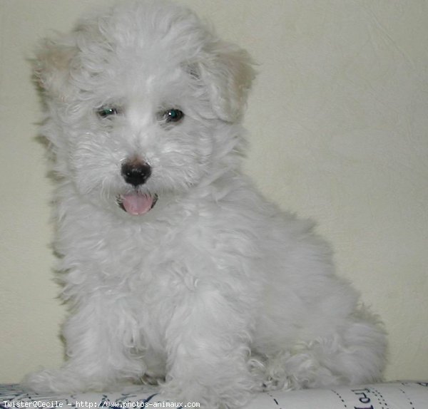 Photo de Coton de tulear