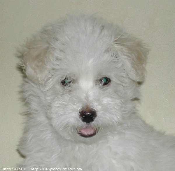 Photo de Coton de tulear