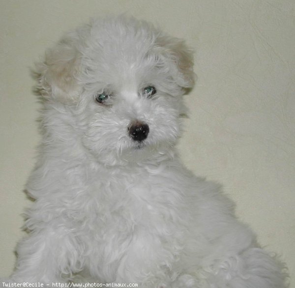 Photo de Coton de tulear