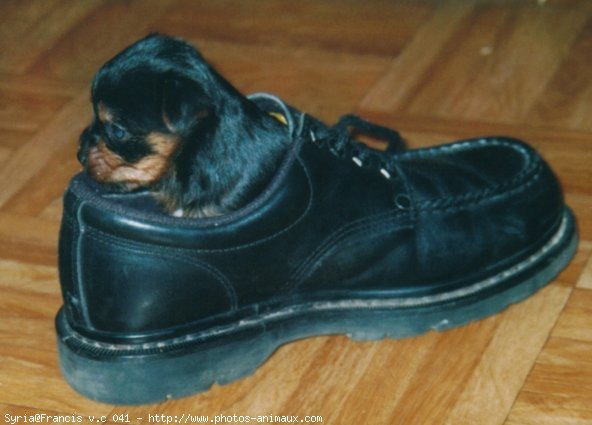 Photo de Yorkshire terrier