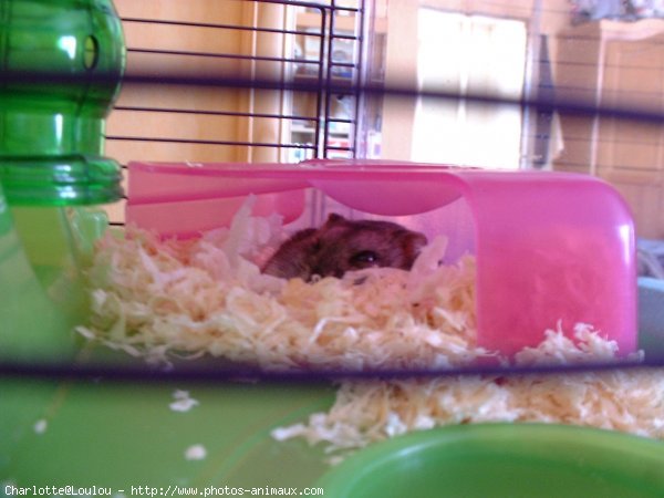 Photo de Hamster