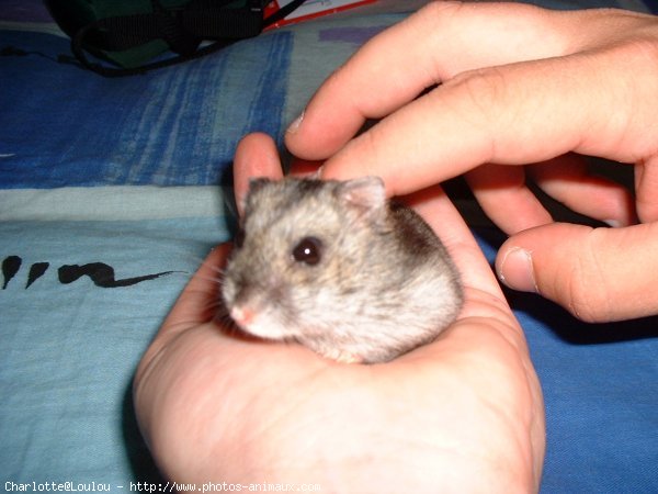 Photo de Hamster