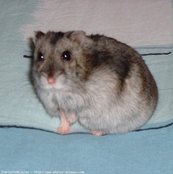 Photo de Hamster