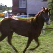 Photo de Quarter horse