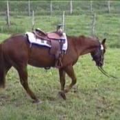 Photo de Quarter horse