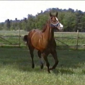 Photo de Quarter horse