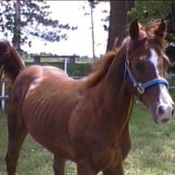 Photo de Quarter horse