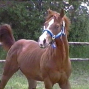 Photo de Quarter horse