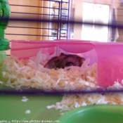 Photo de Hamster