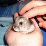 Photo de Hamster