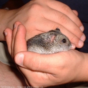 Photo de Hamster