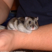 Photo de Hamster