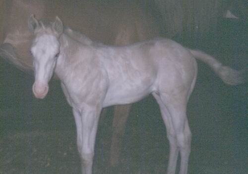 Photo de Quarter horse