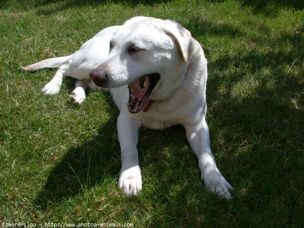 Photo de Labrador retriever