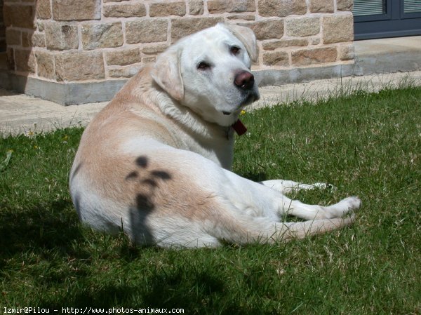 Photo de Labrador retriever