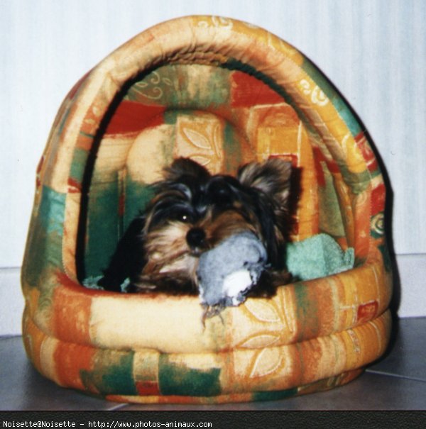 Photo de Yorkshire terrier