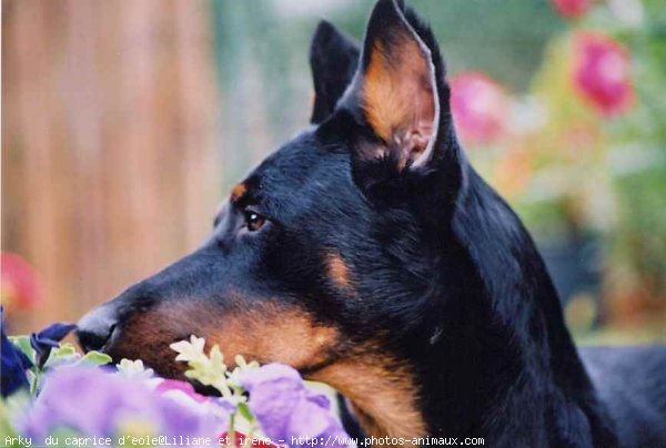 Photo de Berger de beauce