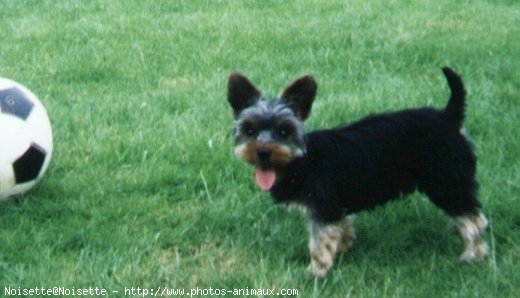 Photo de Yorkshire terrier