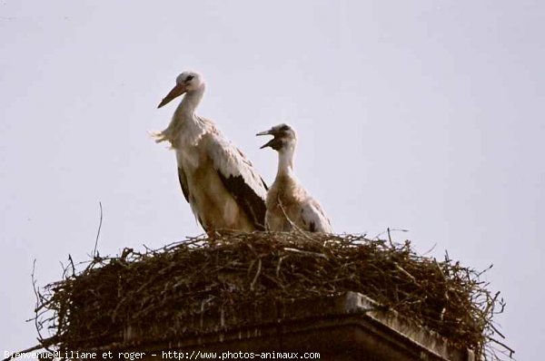 Photo de Cigogne