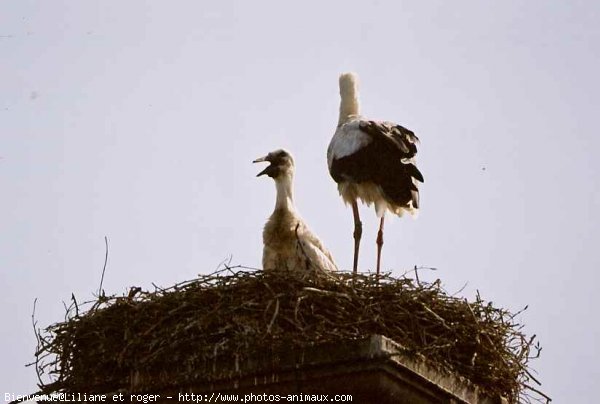 Photo de Cigogne