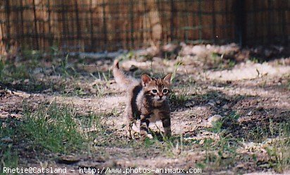 Photo de Chat domestique