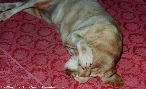 Photo de Labrador retriever