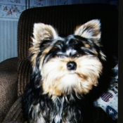 Photo de Yorkshire terrier