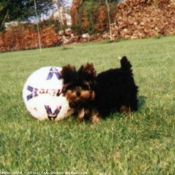 Photo de Yorkshire terrier