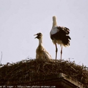 Photo de Cigogne