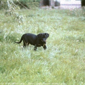 Photo de Berger de beauce