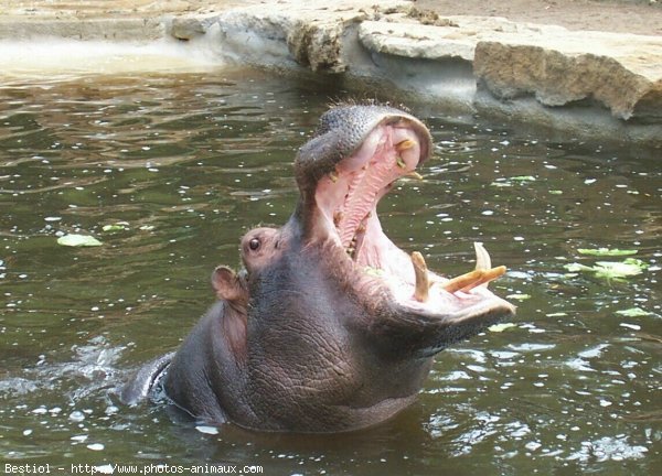 Photo de Hippopotame