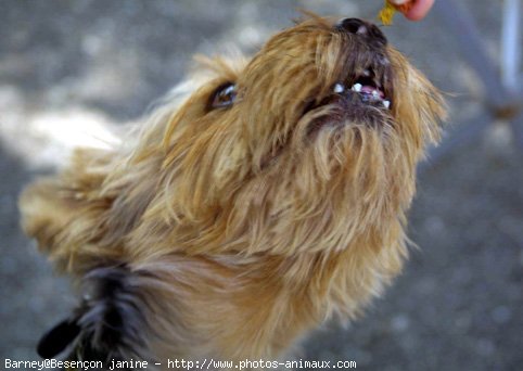 Photo de Yorkshire terrier