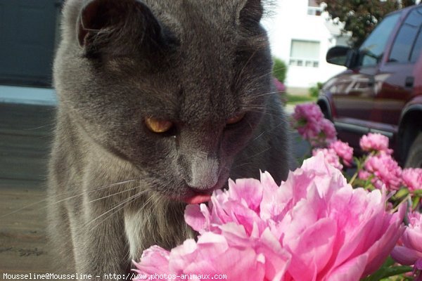 Photo de Chartreux