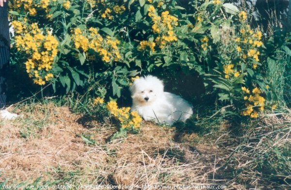 Photo de Coton de tulear