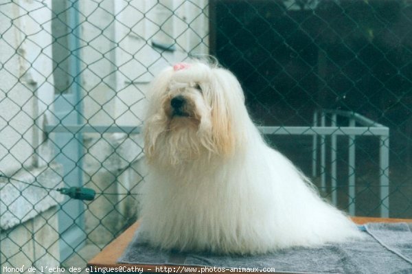 Photo de Coton de tulear