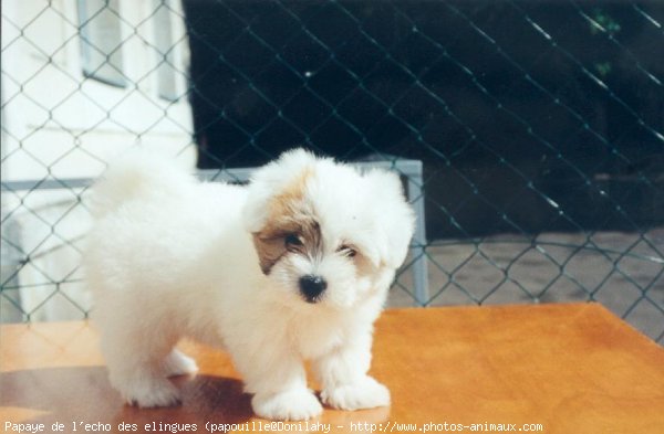 Photo de Coton de tulear