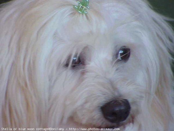 Photo de Coton de tulear