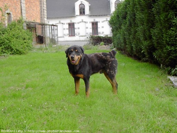 Photo de Rottweiler