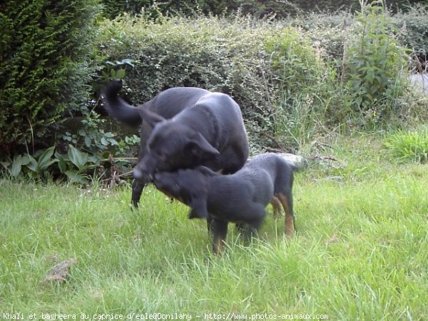 Photo de Races diffrentes