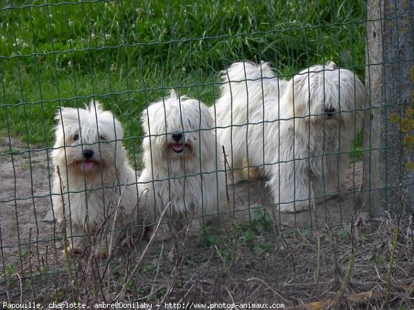 Photo de Coton de tulear