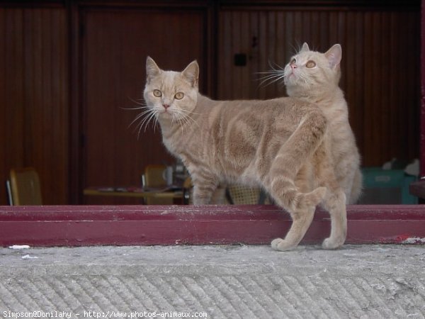 Photo de British shorthair