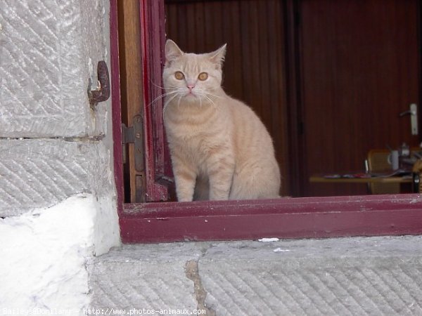 Photo de British shorthair