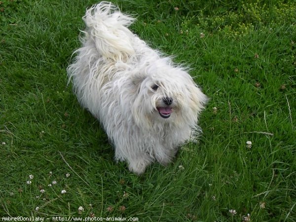 Photo de Coton de tulear