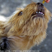 Photo de Yorkshire terrier