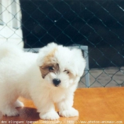 Photo de Coton de tulear