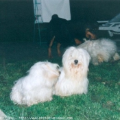 Photo de Coton de tulear