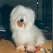 Photo de Coton de tulear