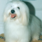 Photo de Coton de tulear